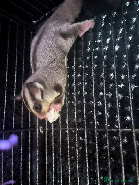 Sugar Glider rodents Grey Boy Ready to Leave - Advert 2