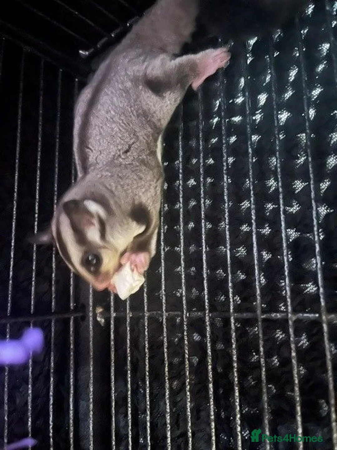 Sugar Glider rodents for sale: Grey Boy Ready to Leave - Advert 1