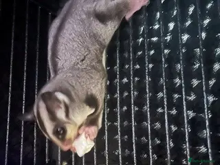 Sugar Glider rodents Grey Boy Ready to Leave - Advert 2