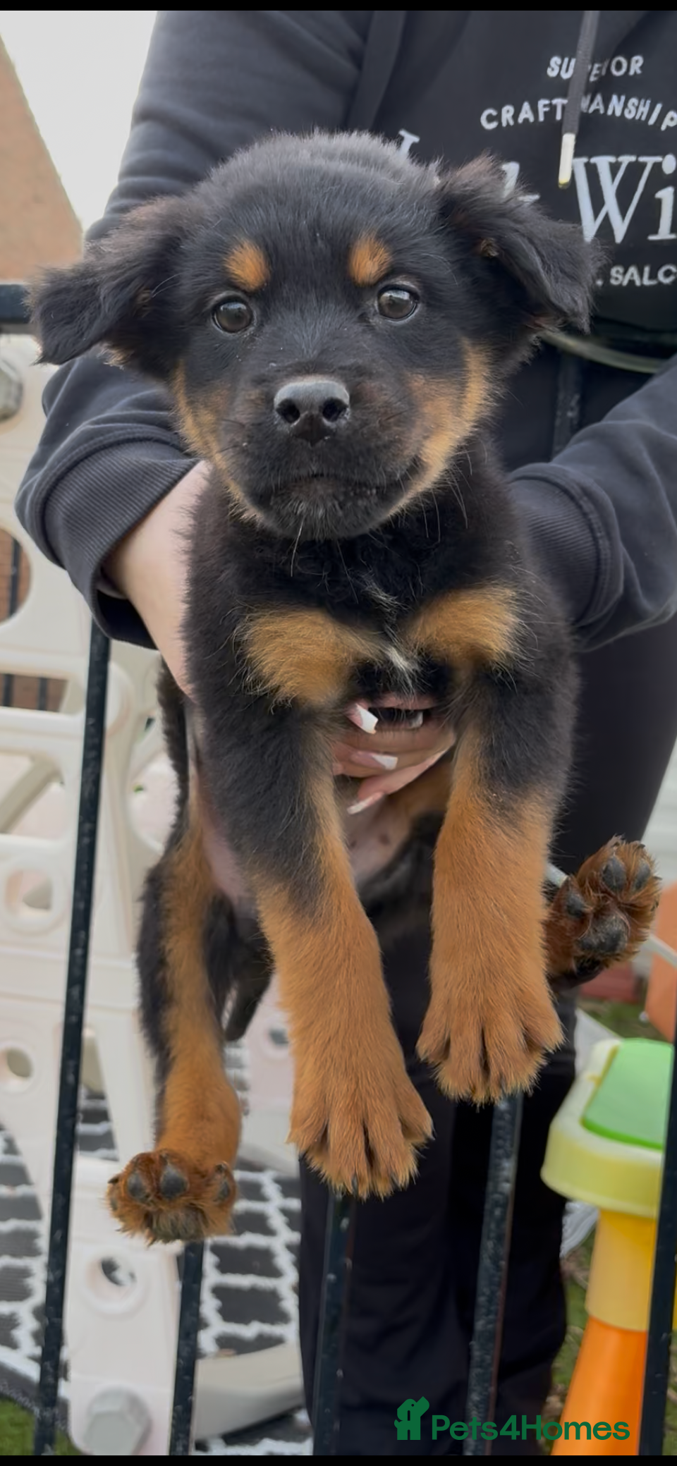 Mixed Breed dogs Last girl. Rottweiler x malinois  - Advert 5