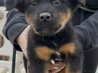 Mixed Breed dogs Last girl. Rottweiler x malinois - Advert 1