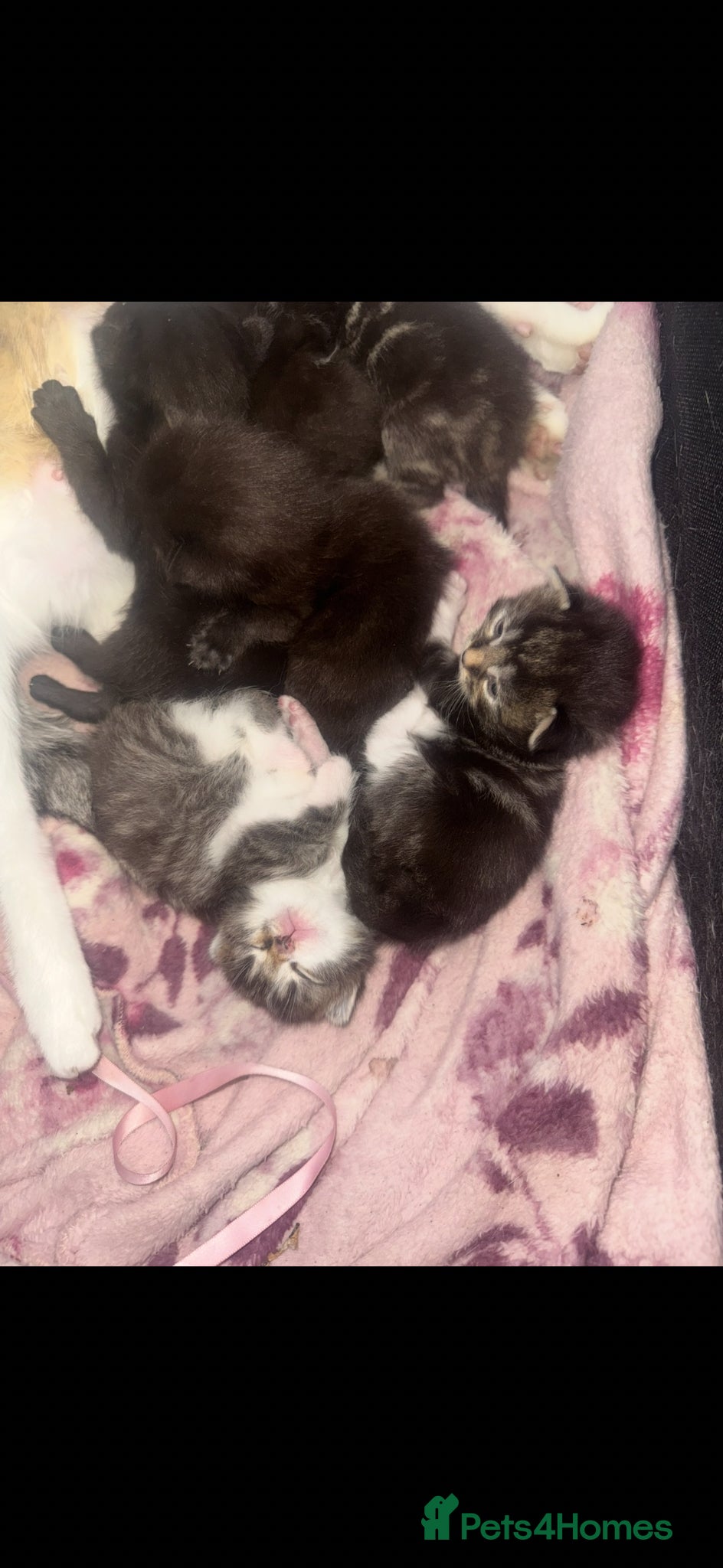 Mixed Breed cats for sale: 6 beautiful chunky kittens  - Advert 19