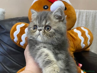 Exotic cats 1 BABY BOY Exceptional Persian Exotic litter - Advert 1