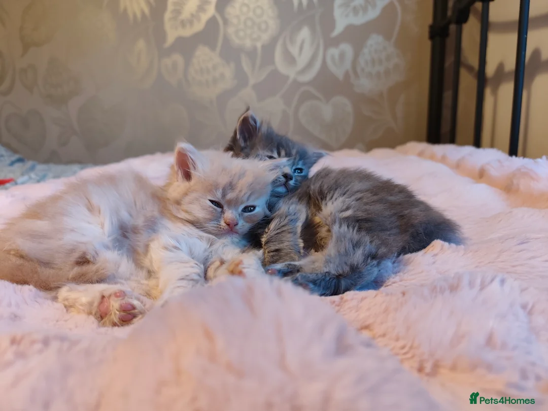 Persian cats for sale: Persian Mixed (F) & Kitten (F) - Advert 4