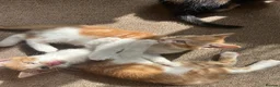 Mixed Breed cats for sale: Beautiful playful kitties  - Advert 6
