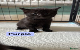 Mixed Breed cats for sale: Beautiful black kittens for sale  - Image 2