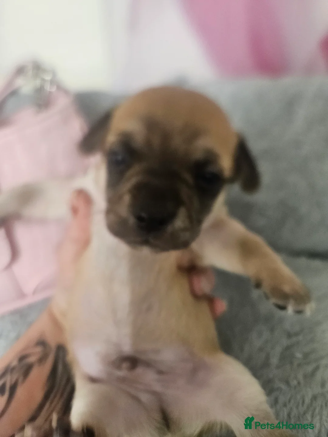 Chihuahua dogs for sale: Applehead chihuahua  in Carshalton - Advert 13