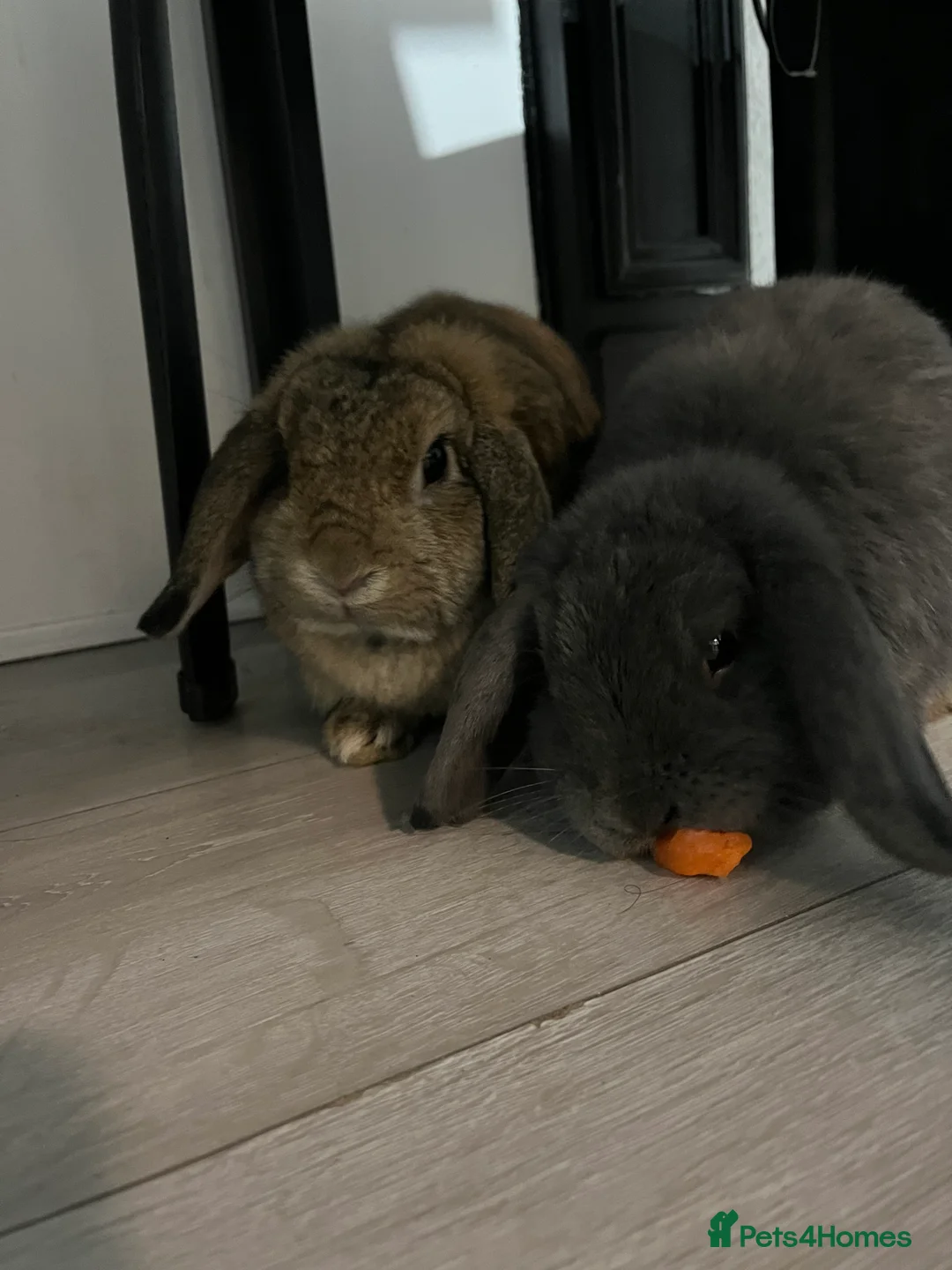 French Lop rabbits for sale: Bunny - Advert 11