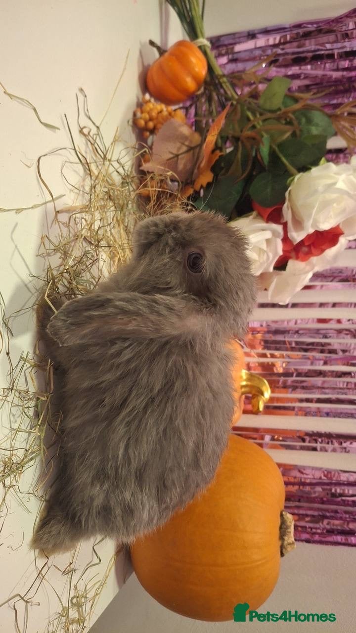 Mini Lop rabbits Female Rabbit Mini Lop - Advert 1