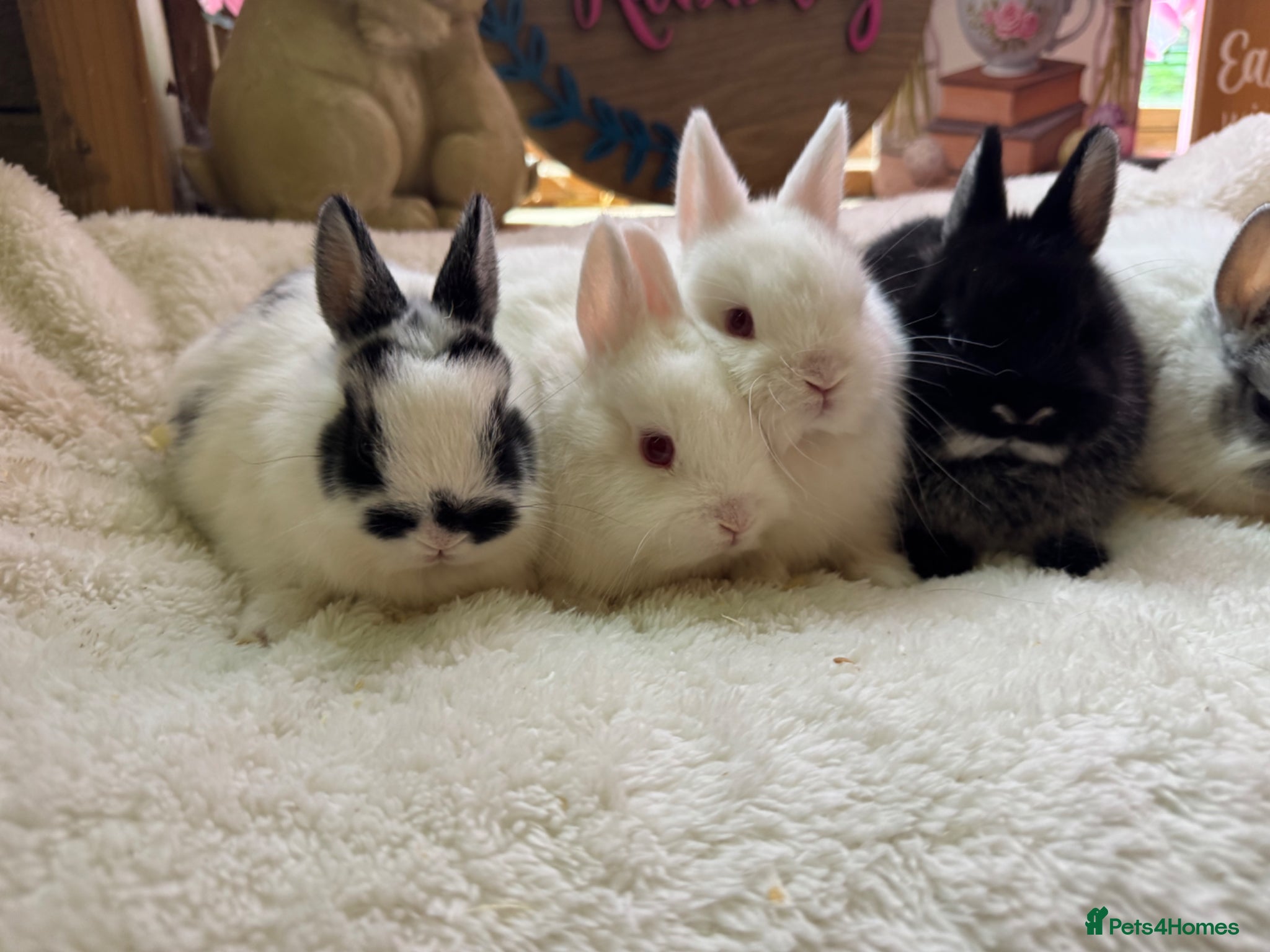 Netherland Dwarf rabbits Pedigree Neverland girls and boys available  - Advert 4