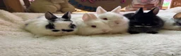 Netherland Dwarf rabbits for sale: Pedigree Netherland dwarf babies   - Advert 7