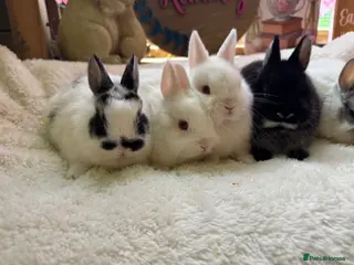 Netherland Dwarf rabbits Neverland adults free & babie in pic are £100 - Advert 2