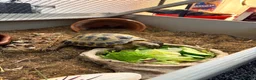 Hermann Tortoise reptiles for sale: Turbo horse field tortoise  - Advert 7