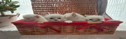 Ragdoll cats for sale: Luxury Blue Point Mitted Ragdoll Kittens - Advert 12