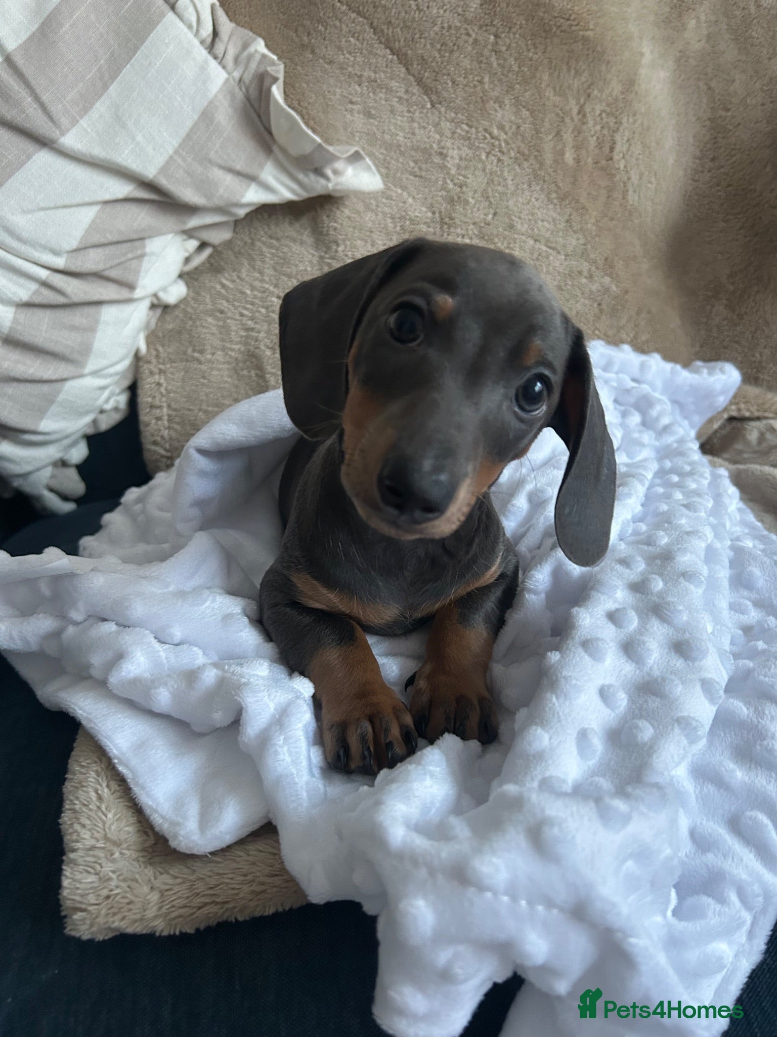 Dachshund dogs Stunning blue dachshund puppy  - Advert 5