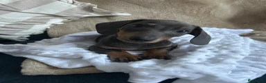 Dachshund 1