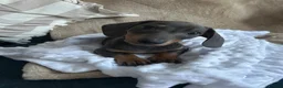 Dachshund dogs for sale: Stunning blue dachshund puppy  - Advert 1