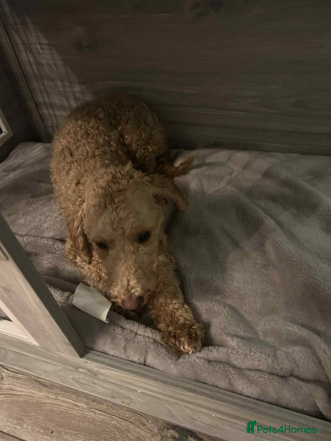 Toy Poodle dogs for sale: Toy poodle - Advert 4