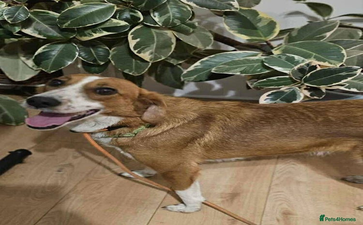 Mixed Breed dogs - Advert 1