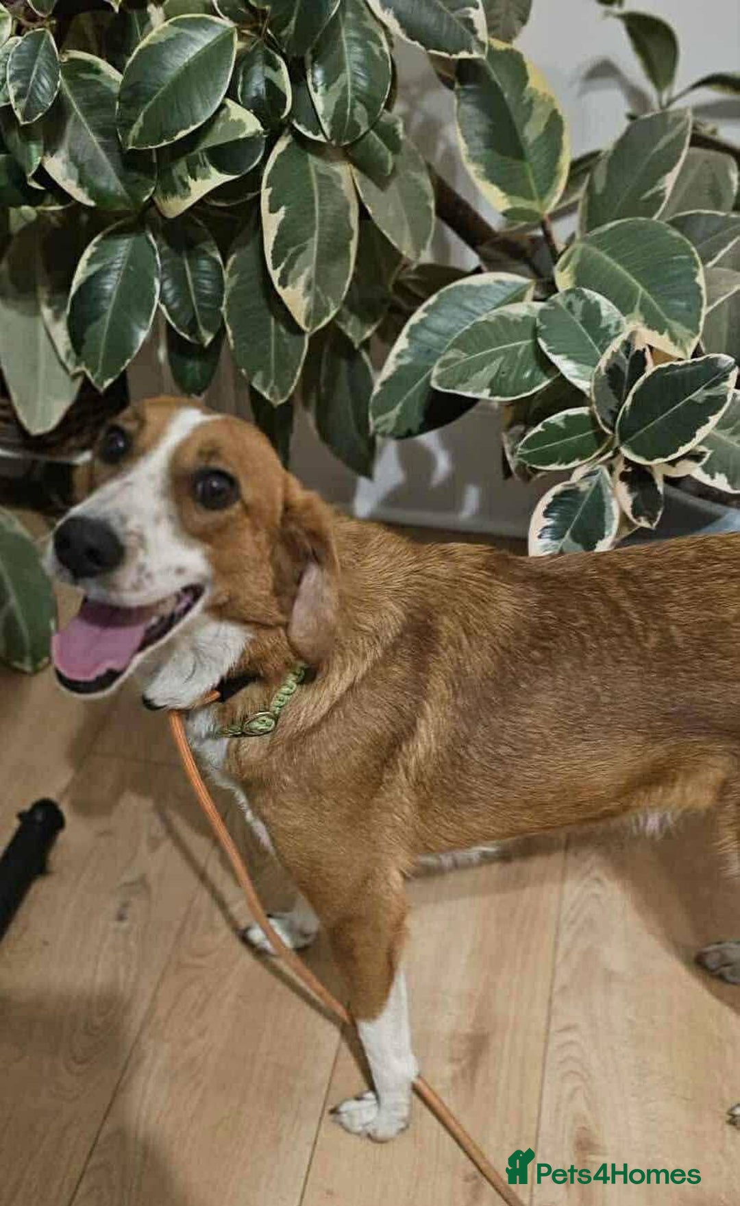 Mixed Breed dogs for adoption: 🚨 URGENT HOME NEEDED – GOLDIE 🚨 - Image 1