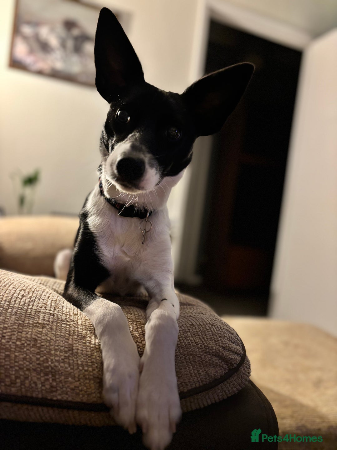 Mixed Breed dogs for sale: Poppy  - Advert 6