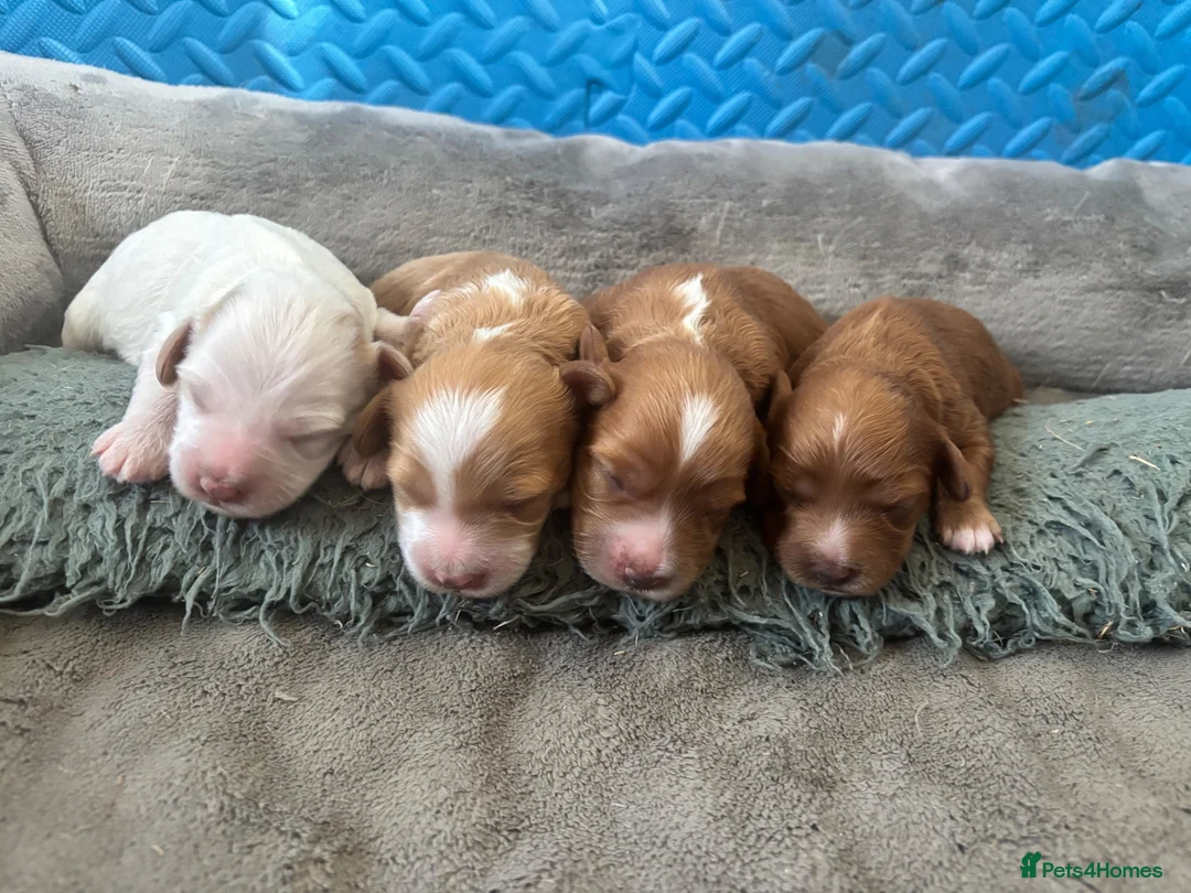 Cavapoo dogs for sale: Beautiful Cavapoo puppies  in King's Lynn - Advert 1