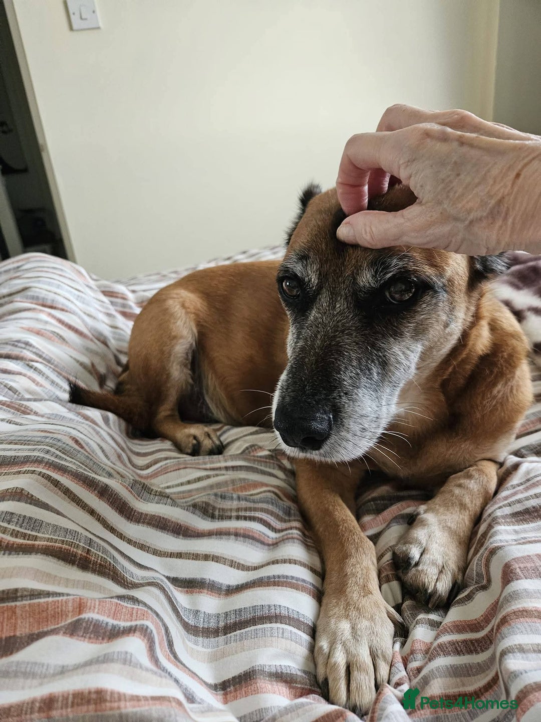 Mixed Breed dogs for adoption: Meet Archie, currently residing in East Sussex - Advert 2