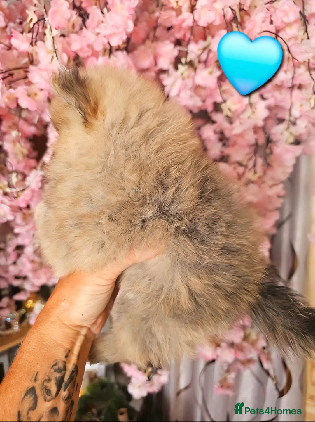 Pomeranian dogs for sale: Waaaaw #SUPERB #POMERANIAN's - Image 11