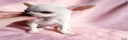 Chihuahua dogs for sale: Beautiful chihuahuas from champion lineage  - Advert 2