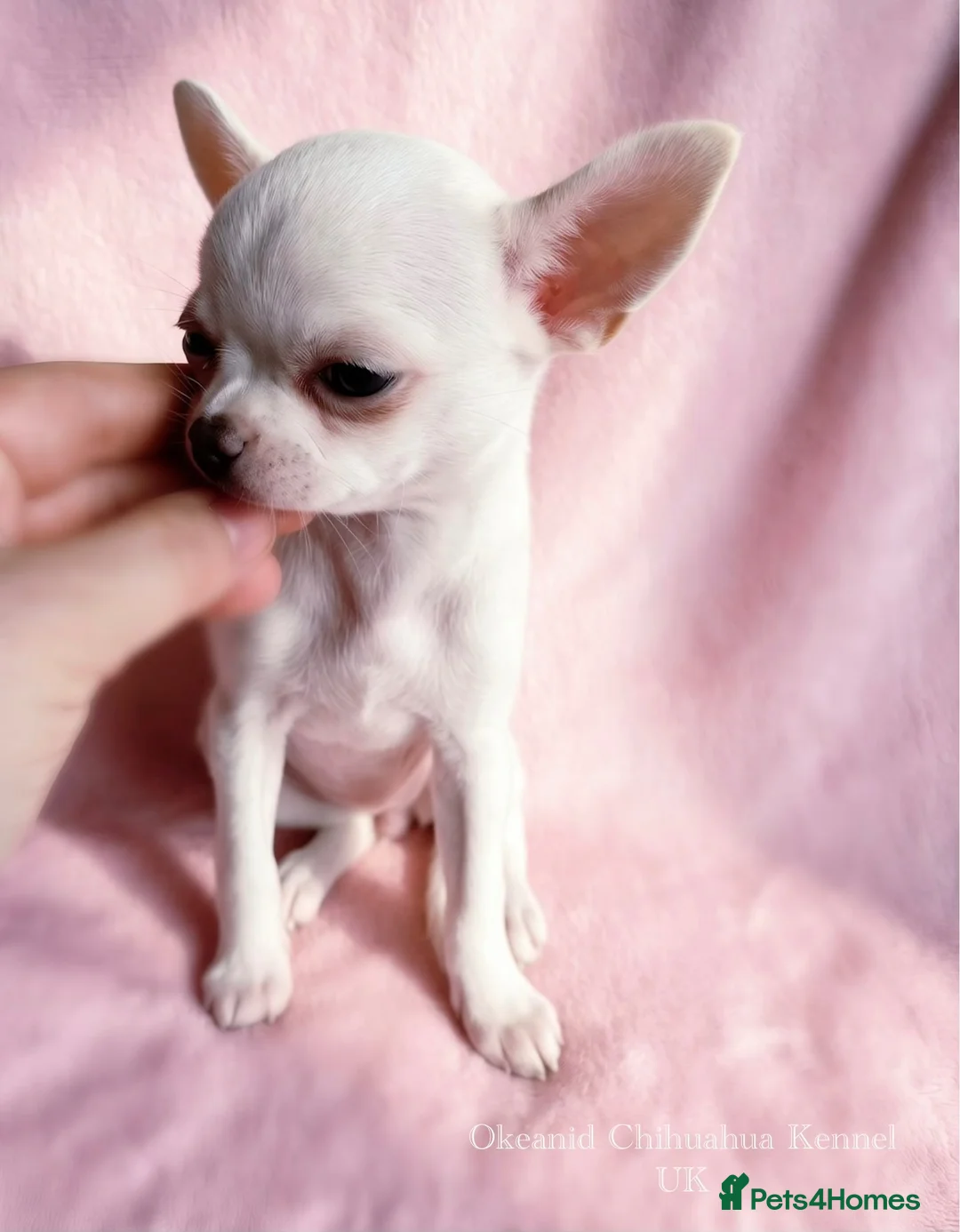 Chihuahua dogs for sale: Beautiful chihuahuas from champion lineage  - Advert 2