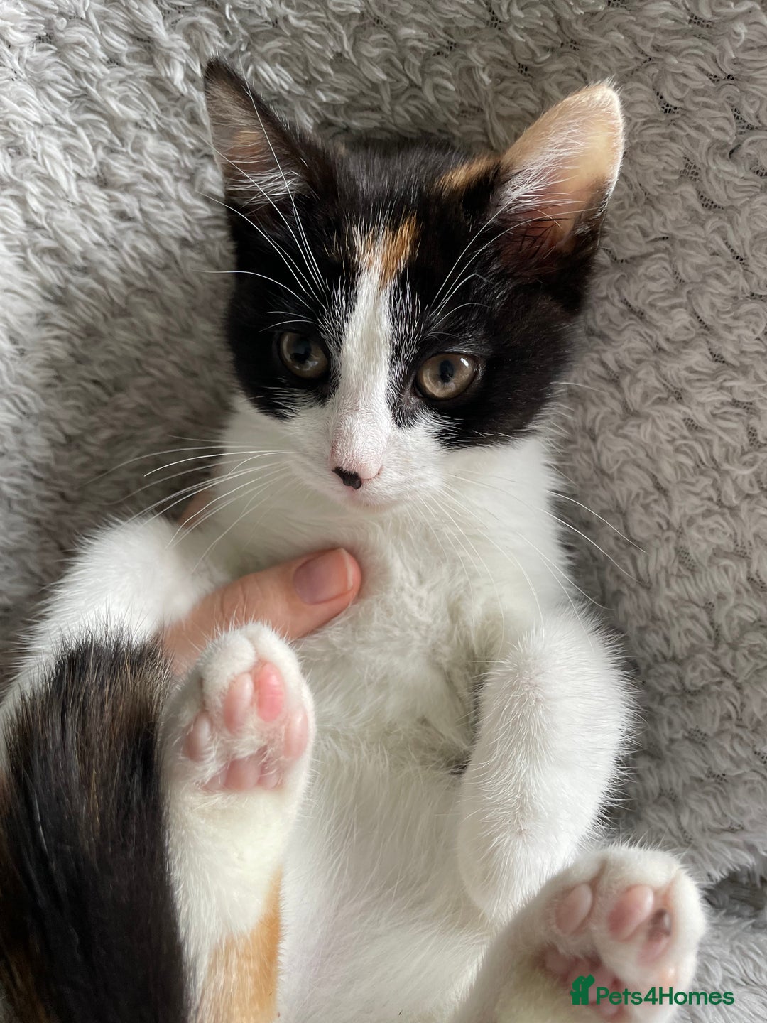 Domestic Shorthair cats for sale: Kiara - Image 4
