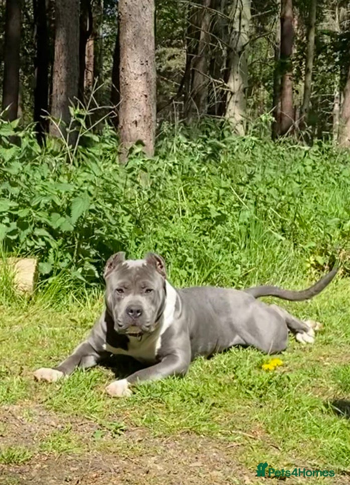 Mixed Breed dogs Claude - Advert 1