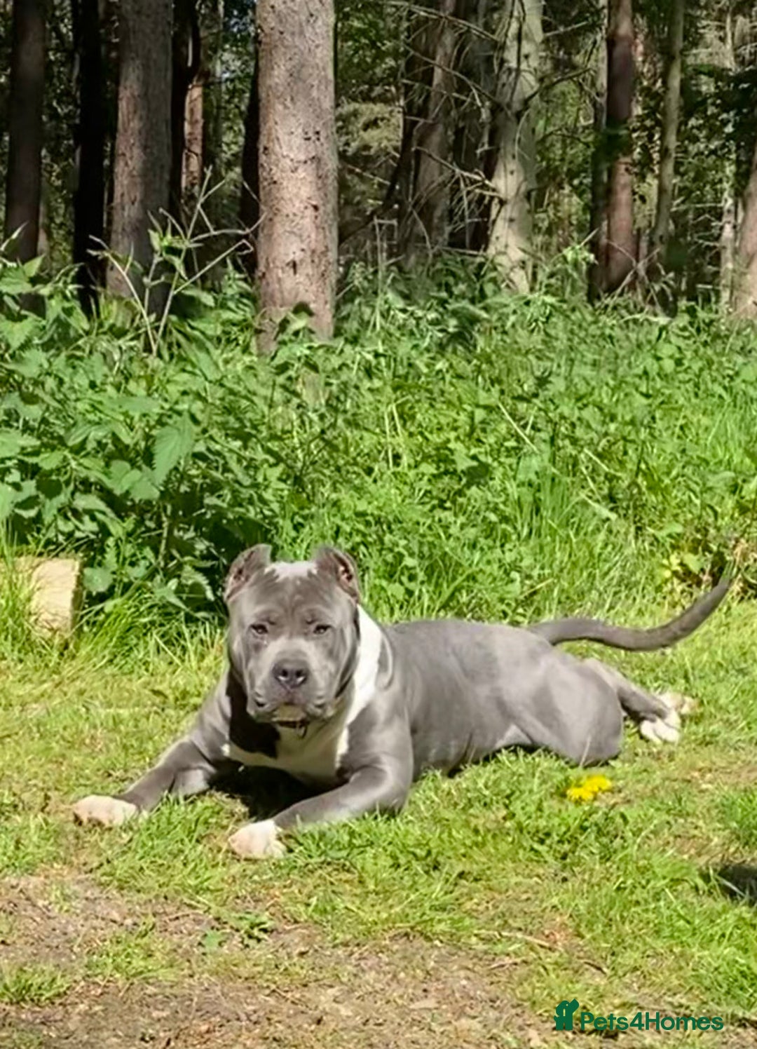 Mixed Breed dogs for sale: Claude - Advert 1