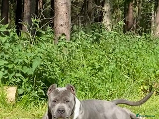 Mixed Breed dogs Claude - Advert 1