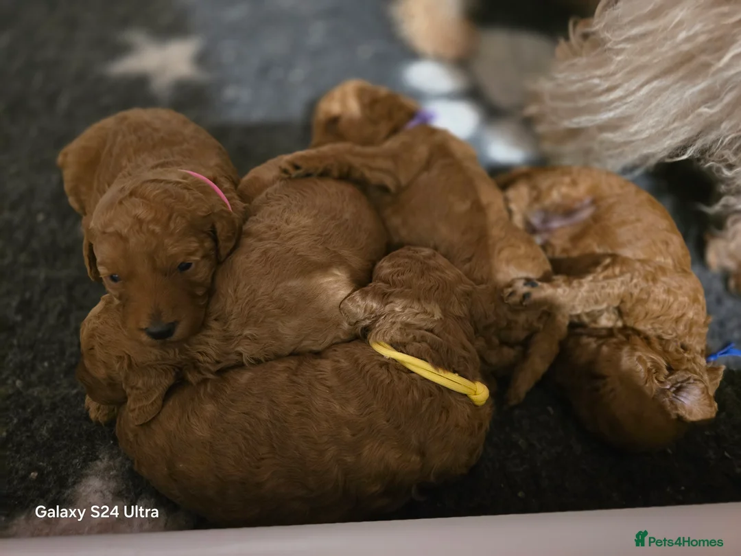 Labradoodle dogs for sale: Rare deep red labradoodles, absolutely stunning 😍 - Advert 5