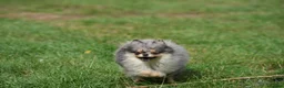 Pomeranian dogs for sale: Two adorable merle boys  - Advert 4