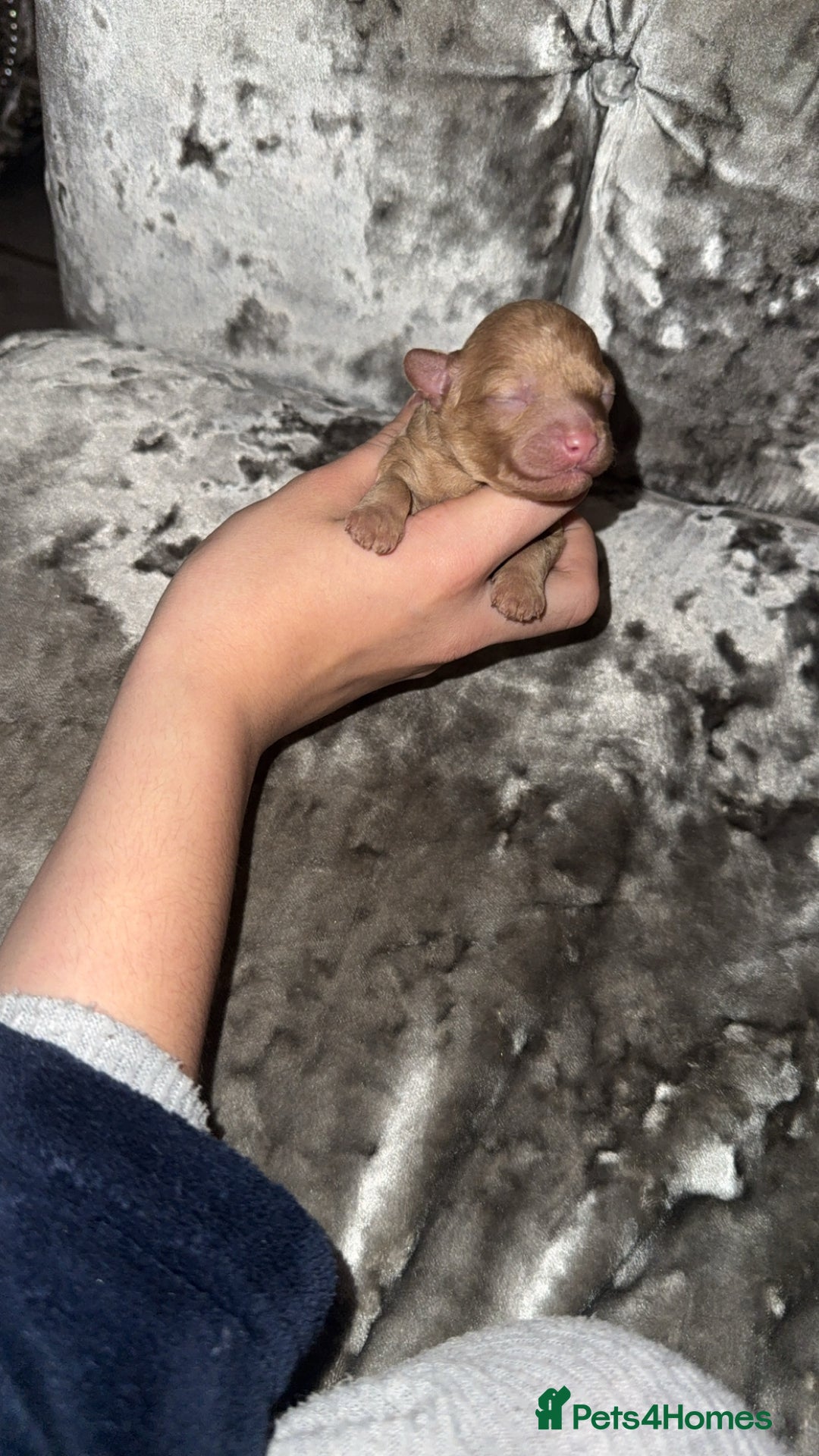 Toy Poodle dogs for sale: Toy poodle puppies  - merle bloodline  - Image 4