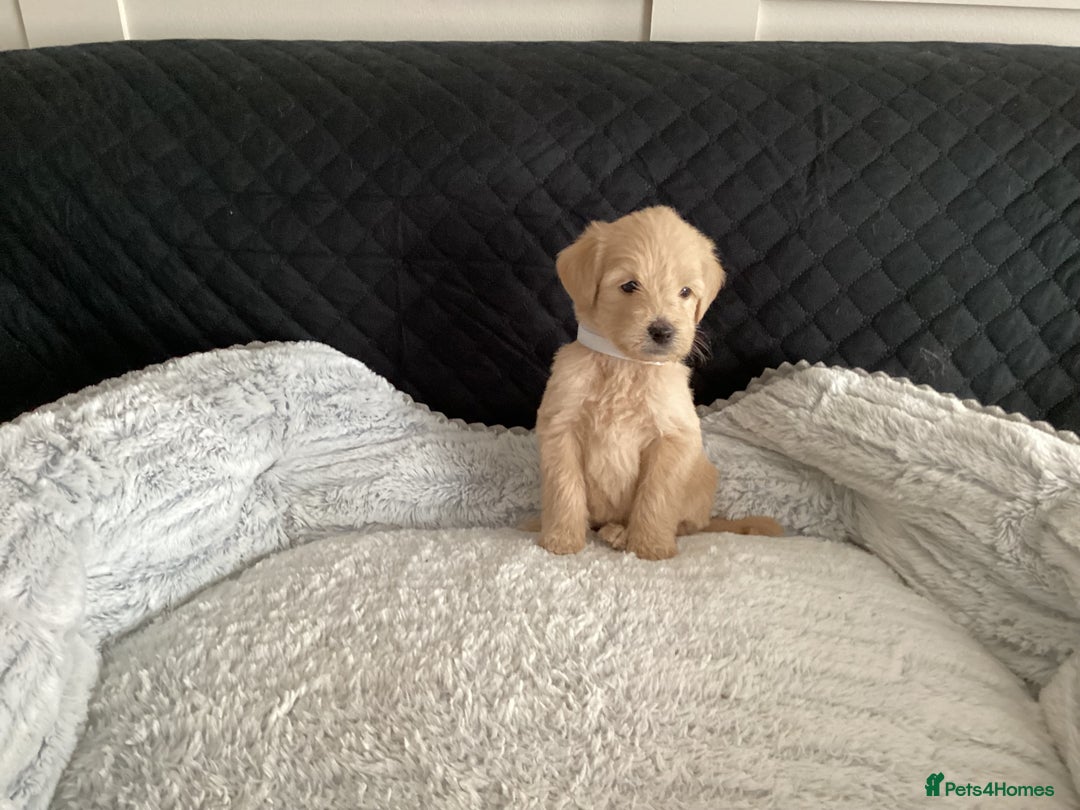 Mixed Breed dogs for sale: One gorgeous boy and girl left  - Advert 11