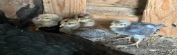 Chickens poultry for sale: French maran 7 cream leg bar chicks - Advert 15