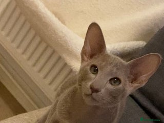 Oriental cats Oriental kittens - Advert 2