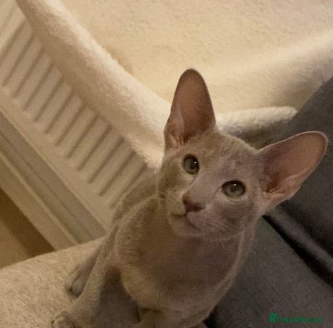 Oriental cats Oriental kittens - Advert 1