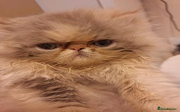 Persian cats for sale: Lovely Persian kitten  - Image 6