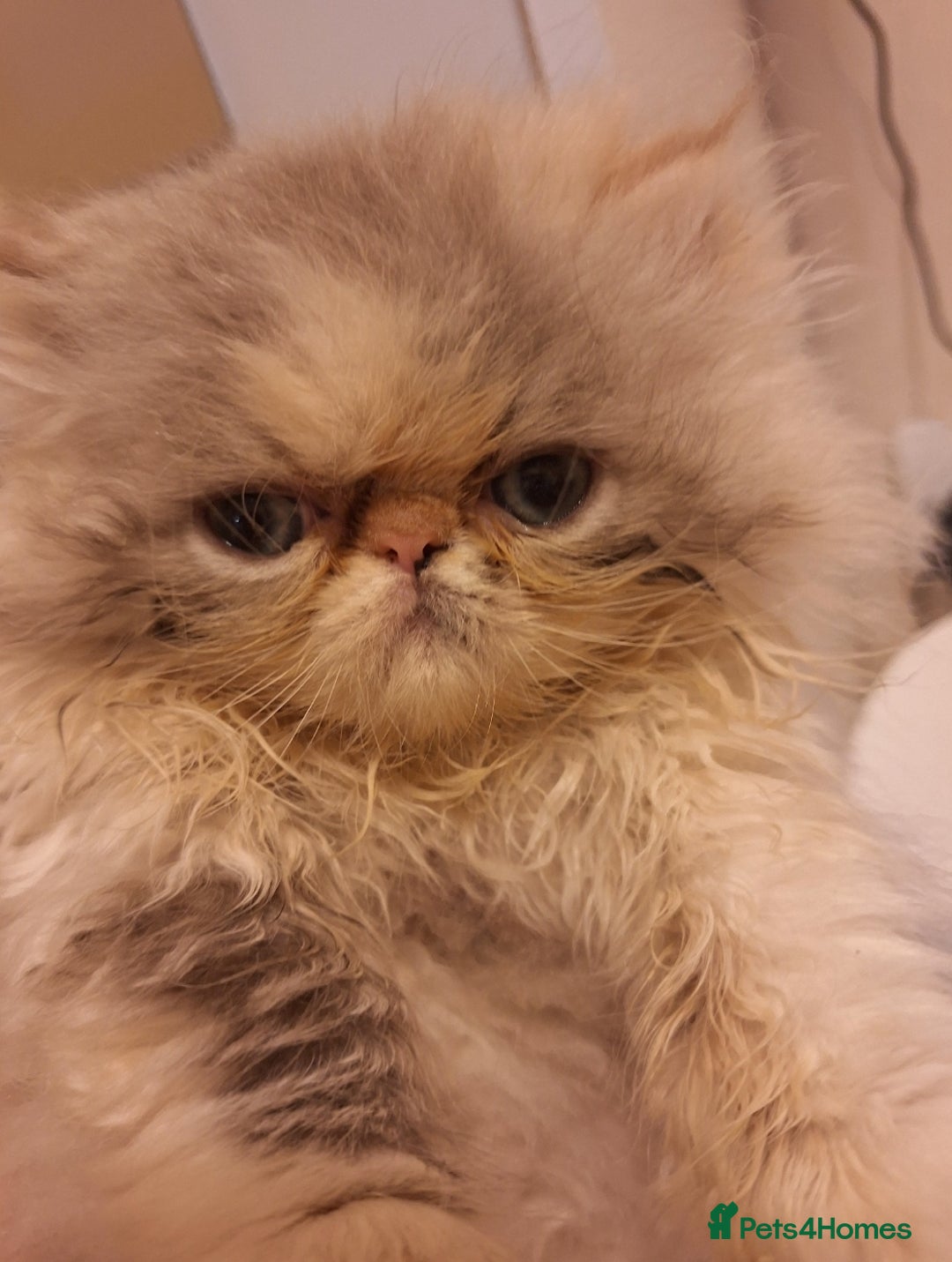 Persian cats for sale: Lovely Persian kitten  - Image 6