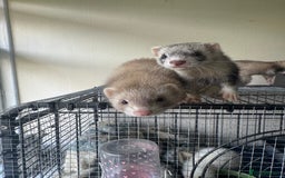 Ferret rodents for sale: Different ferret kits available  - Image 12