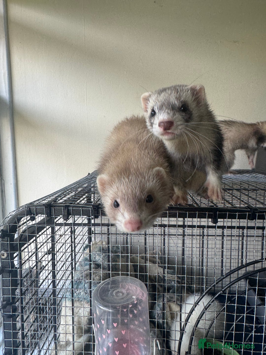 Ferret rodents for sale: Different ferret kits available  - Image 12