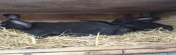 New Zealand rabbits for sale: New Zealand - Advert 6