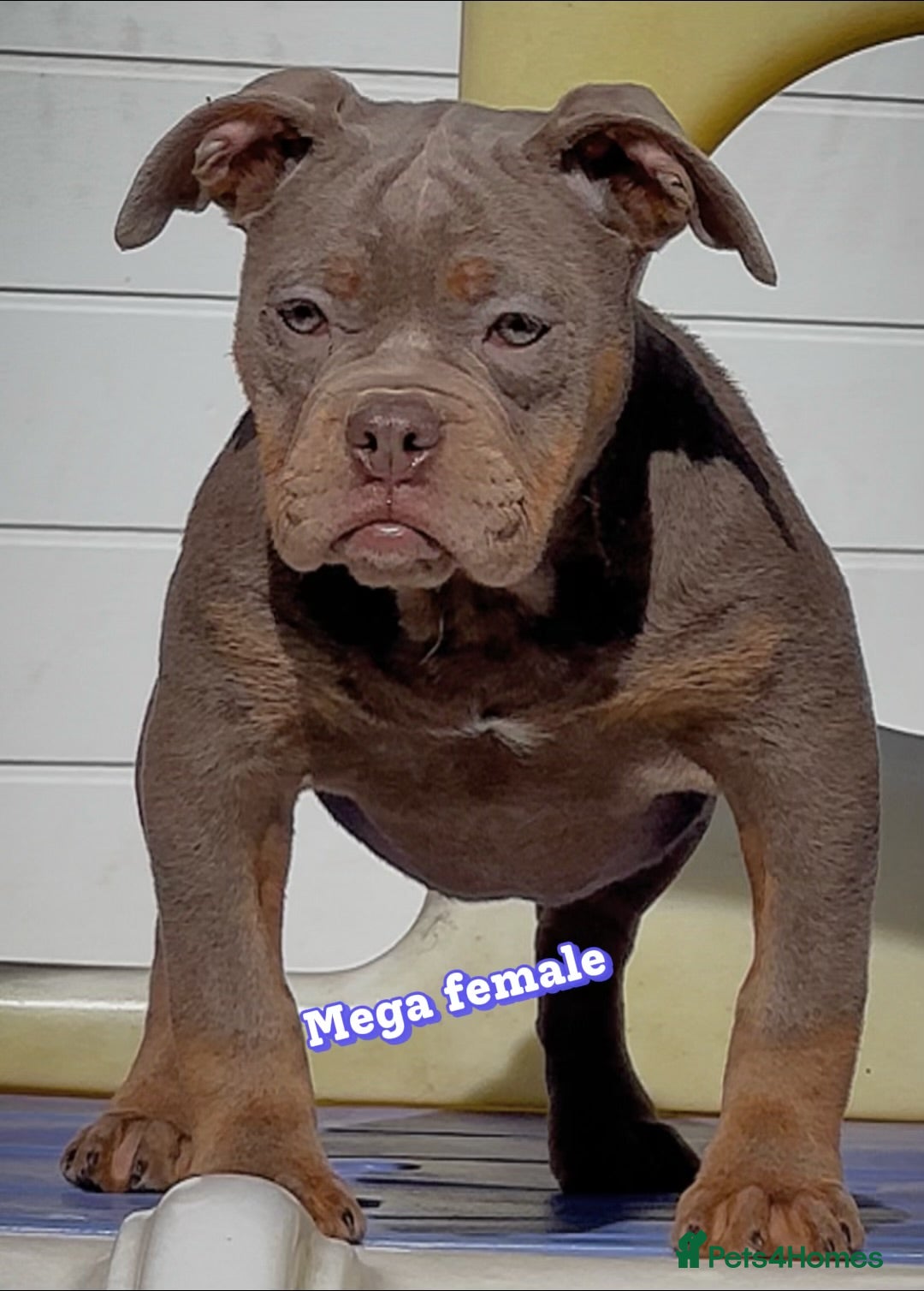 Olde English Bulldogge dogs 23 years Professionals 5⭐️Rated Licensed.  - Advert 5