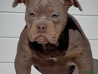 Olde English Bulldogge dogs 23 years Professionals 5⭐️Rated Licensed. - Advert 5