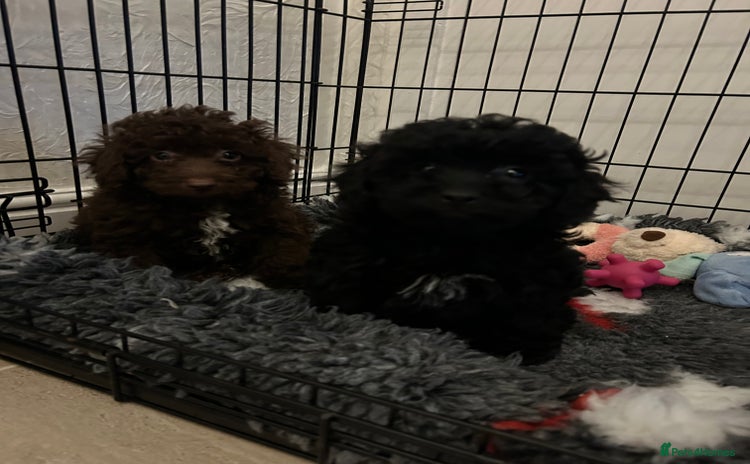 Miniature Poodle dogs Miniature poodle last little boy  - Advert 13