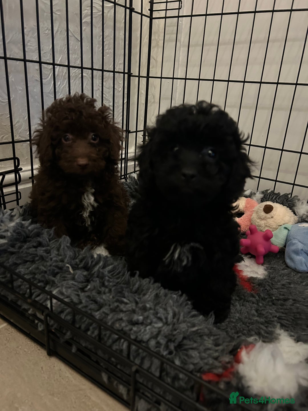 Miniature Poodle dogs for sale: Miniature poodle  - Advert 5
